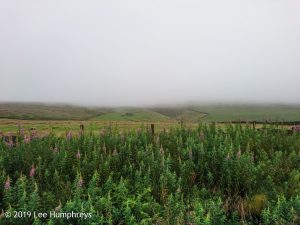 Wadsworth Moor I