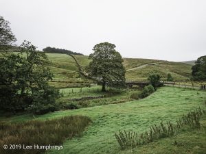 Wadsworth Moor I