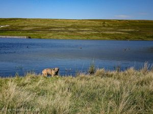Wadsworth Moor II