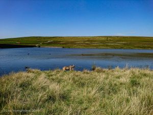 Wadsworth Moor II