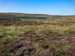 Wadsworth Moor II