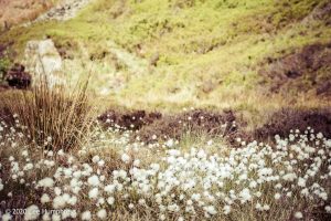 Mellow Marsh Meander
