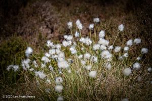Mellow Marsh Meander