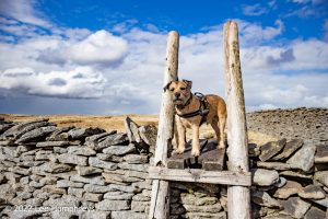 #030: Pen-y-ghent & Plover Hill