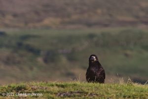 Pen-y-ghent & Plover Hill II – Wild Camp #035