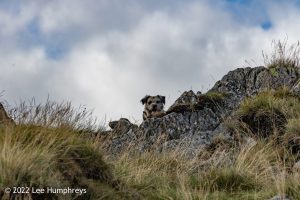 #036: Wetherlam, Lake District
