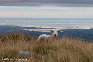 #036: Wetherlam, Lake District