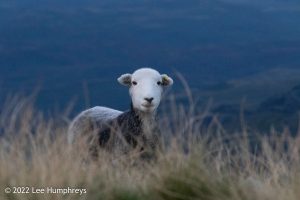 #036: Wetherlam, Lake District