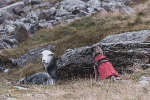 Dalehead Tarn, Lake District – Wild Camp #038