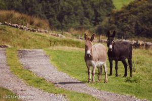 Abel Cross & Lumb Falls