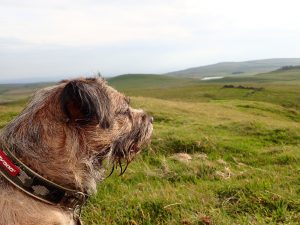 Back Pasture Hill – Wild Camp #003