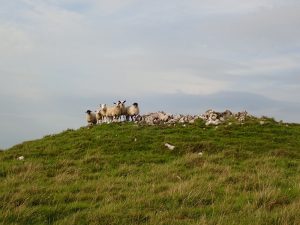 Back Pasture Hill – Wild Camp #003