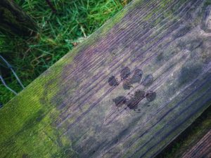 Back Pasture Hill – Wild Camp #003