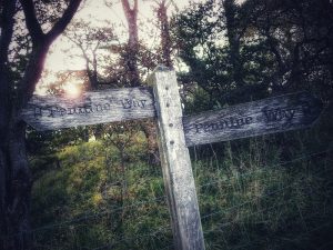 Back Pasture Hill – Wild Camp #003