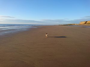 Barmston I 2017 (13)