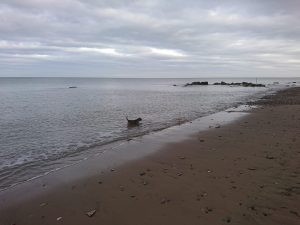 Barmston II - 2017