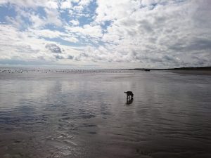 Barmston II - 2017