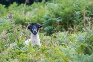 Birks Tarn – Wild Camp #015