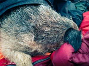 Birks Tarn – Wild Camp #015