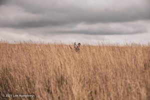 Blackstone Edge