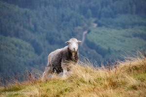 Crag Fell, Ennerdale Water – Wild Camp #017