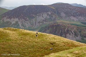 Crag Fell, Ennerdale Water – Wild Camp #017