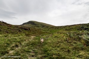 Crag Fell, Ennerdale Water – Wild Camp #017
