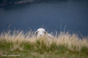 Crag Fell, Ennerdale Water – Wild Camp #017