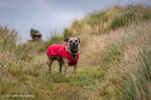 Dog Hill Trig Point