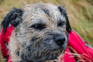 Dog Hill Trig Point