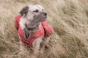 Dog Hill Trig Point