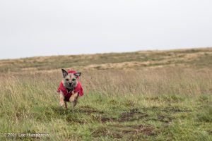Dog Hill Trig Point