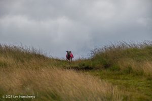 Dog Hill Trig Point