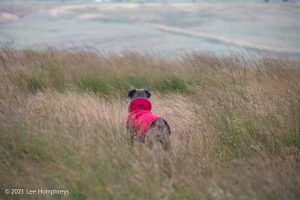 Dog Hill Trig Point