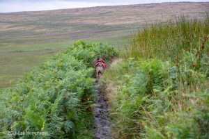 Dog Hill Trig Point