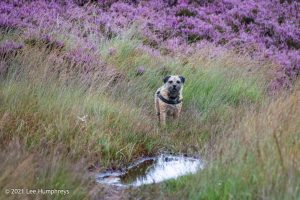 Dog Hill Trig Point
