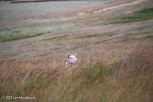 Dog Hill Trig Point