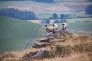 Embsay Moor – Wild Camp #016