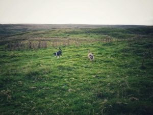 Fountains Fell 01