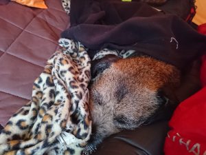 Fountains Fell Tarn 02 – Wild Camp #010