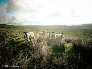 Fountains Fell Tarn 01 – Wild Camp #009