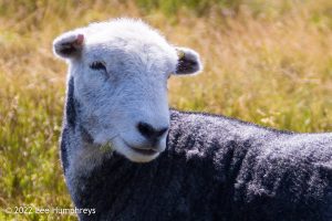 Goatfoot Crags, Lake District – Wild Camp #034
