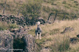 Goatfoot Crags, Lake District – Wild Camp #034