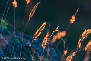 Goatfoot Crags, Lake District – Wild Camp #034