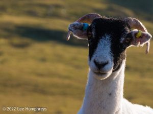 Goatfoot Crags, Lake District – Wild Camp #034