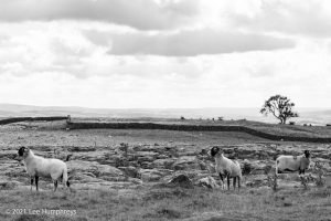 Gordale Scar, Malham – Wild Camp #018