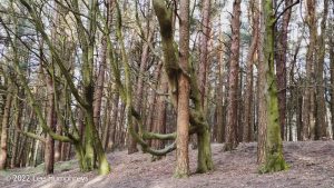 Gorple Stones – Wild Camp #027