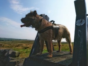Haworth to Ickornshaw Moor