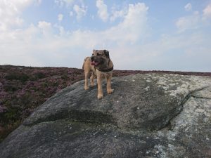 Haworth to Ickornshaw Moor