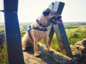 Haworth to Ickornshaw Moor